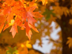 Autumnal foliage